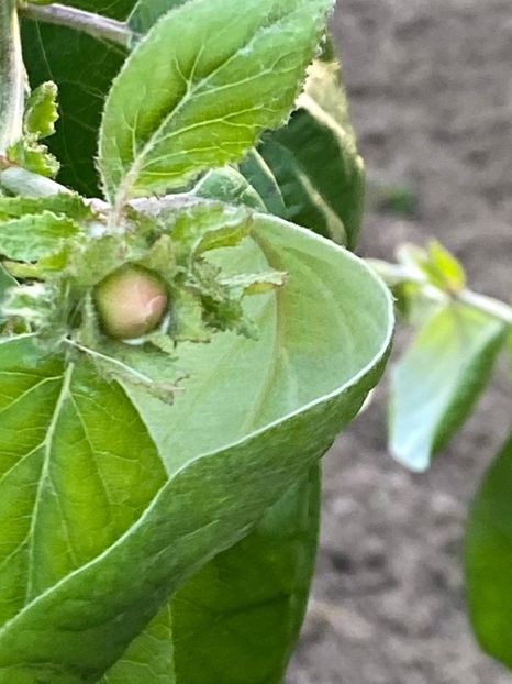 2A25B244-9CC8-4071-9BB3-51F2C9B337C4 - FLORILE MELE 2021 nr 1