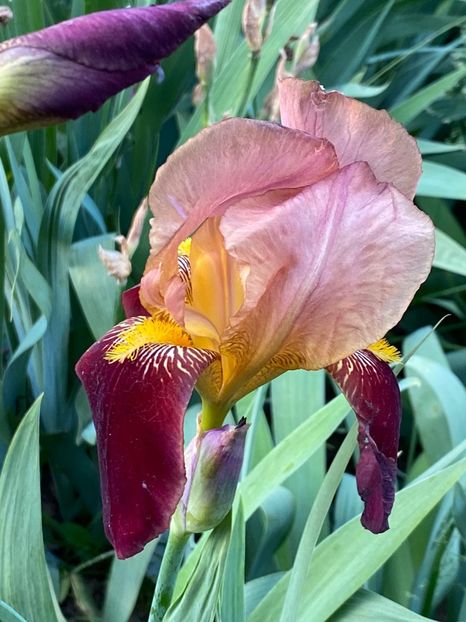 00CF880B-63E2-42B1-AF7C-5941DF158C76 - FLORILE MELE 2021 nr 1