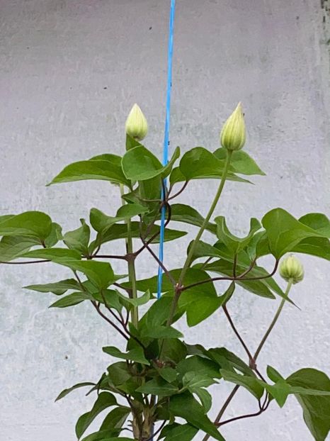 BFF2D582-E1F4-471B-98F7-F5ECFD8C46E5 - FLORILE MELE 2021 nr 1