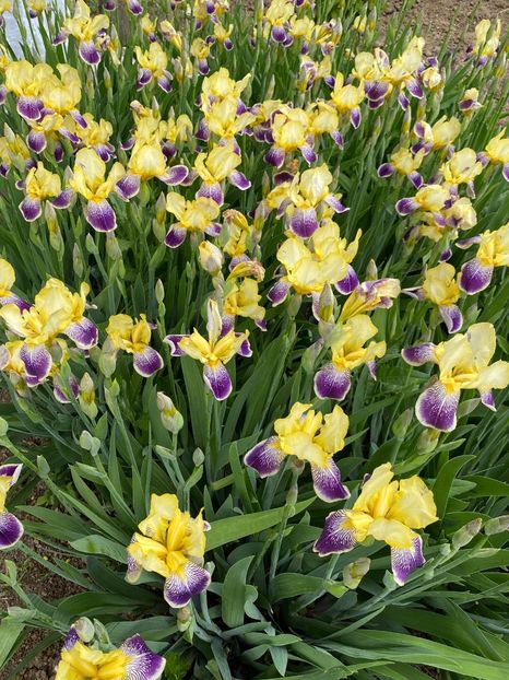 03D57289-FA11-4616-B5FD-E9E7223F3CE2 - FLORILE MELE 2021 nr 1