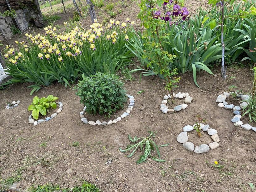 39A52BC3-9B07-421A-AC79-C63708878643 - FLORILE MELE 2021 nr 1