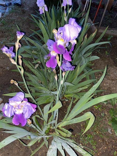 E222ADF0-9B16-4246-9942-B80AB35F4B23 - FLORILE MELE 2021 nr 1