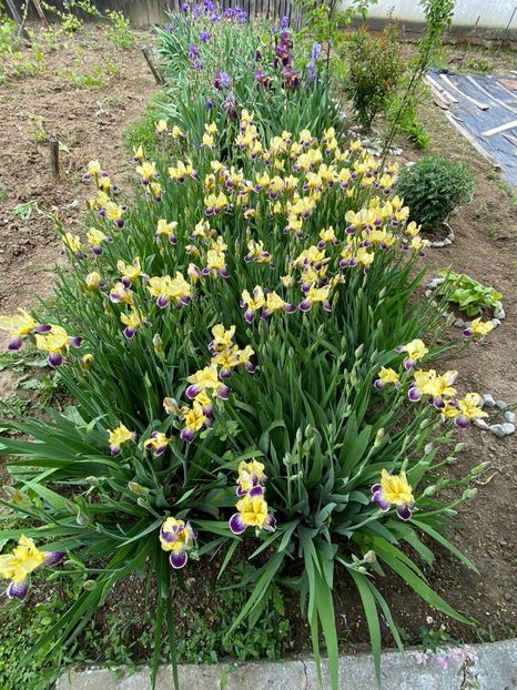 CD3FFD11-C0FE-4A92-A0E0-C7F36A79CE69 - FLORILE MELE 2021 nr 1