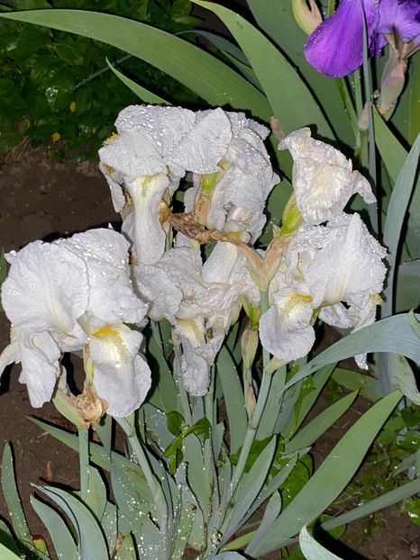 35F1A28A-DF16-4F82-B003-48FEA389FDF5 - FLORILE MELE 2021 nr 1