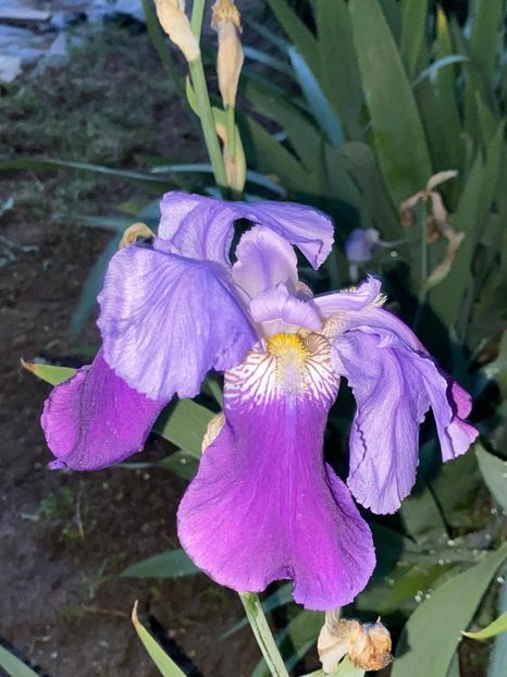 3E520448-3C38-4011-8D73-D6984166375F - FLORILE MELE 2021 nr 1