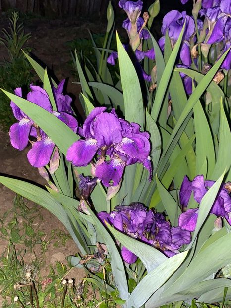 D11609F2-8066-4C06-9A1C-C5A6B943CF7A - FLORILE MELE 2021 nr 1