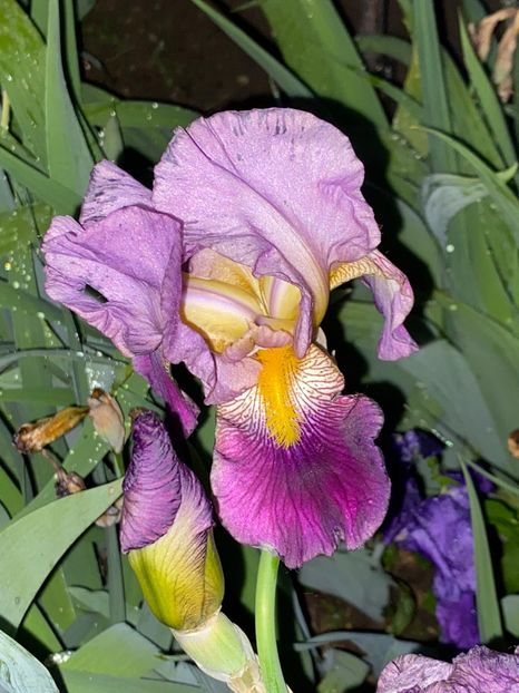 20F4DAA3-4A1F-4608-AAAE-1621E4D41D71 - FLORILE MELE 2021 nr 1