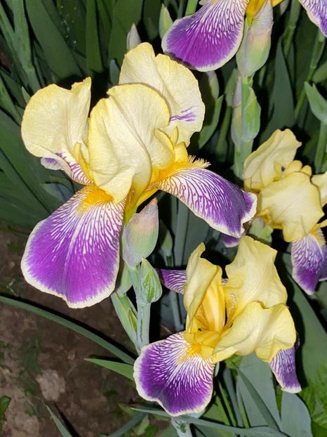 A3A77B43-5FAD-4725-91A3-AC78928DD65A - FLORILE MELE 2021 nr 1