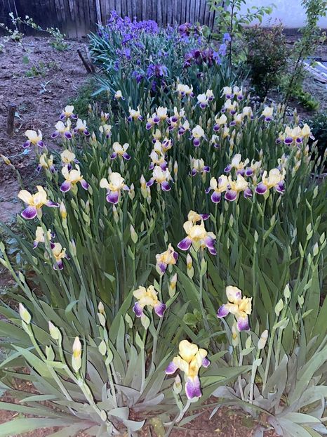 12C3FA96-92DF-48DE-9A52-24DAC35B472F - FLORILE MELE 2021 nr 1