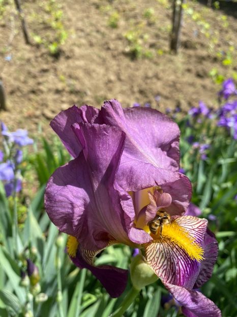 E43584C3-4CCE-4A91-8216-5DFAABD69735 - FLORILE MELE 2021 nr 1