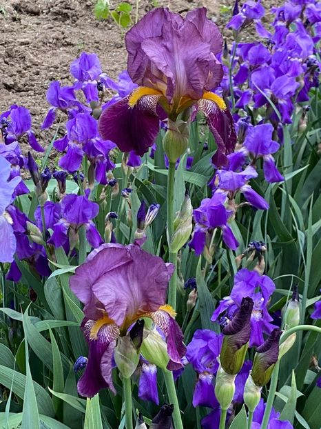 CA454C9D-E627-4698-AE8B-C763C76C902D - FLORILE MELE 2021 nr 1