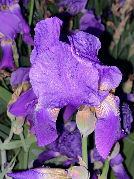 4C8AB2CF-A3B1-43BA-84D6-AC0B9EDCB666 - FLORILE MELE 2021 nr 1