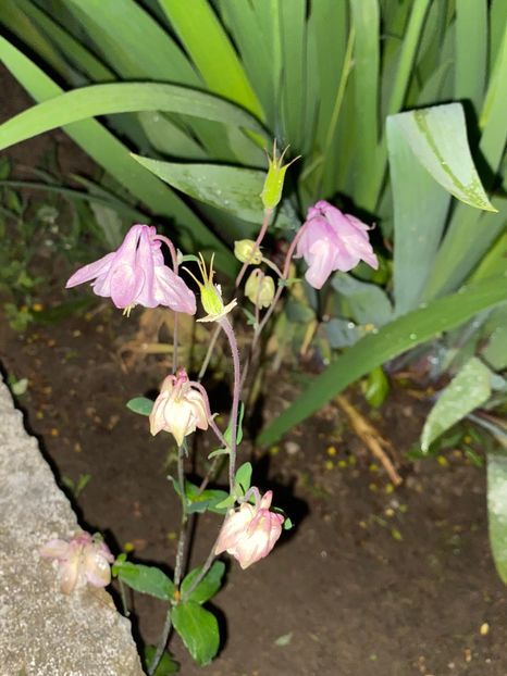 FED6C9F7-0AD6-40B1-9EE9-61CB635CEFFA - FLORILE MELE 2021 nr 1