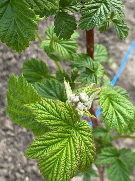 E7DDEBDA-7C1C-4974-9EEA-647EF9689511 - FLORILE MELE 2021 nr 1