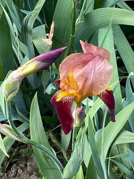 A36D1B2F-72E0-4ACF-B6EF-1C9E33DD4EE7 - FLORILE MELE 2021 nr 1