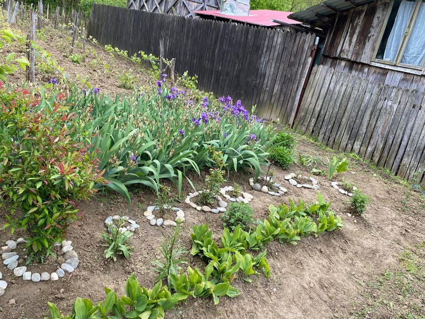 4B7B119A-88F4-4808-8641-6B97574BF161 - FLORILE MELE 2021 nr 1