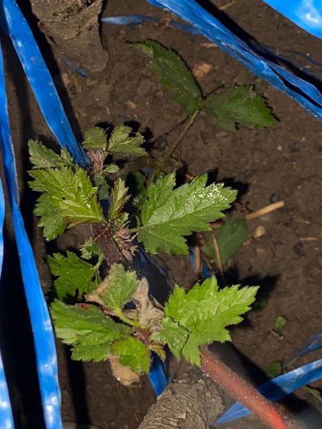 B409306C-BA91-4398-A755-C5ABEB0A49DB - FLORILE MELE 2021 nr 1