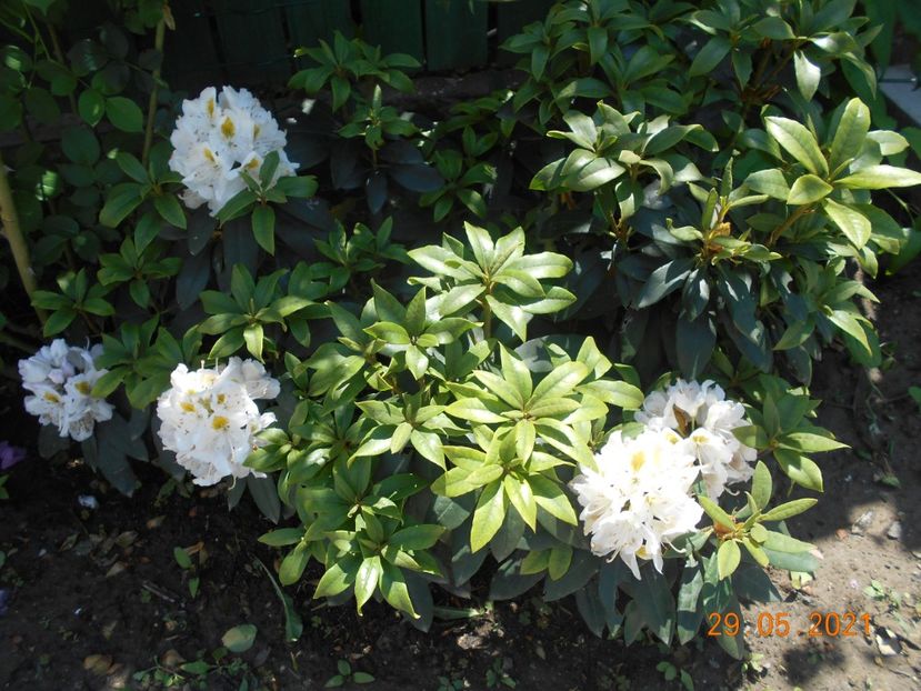  - 02 Azalee-rhododendroni-heleborusi-hortensii-hoste 2021