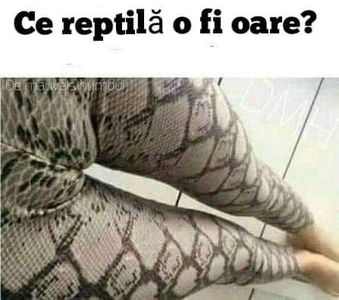  - Divertisment 4