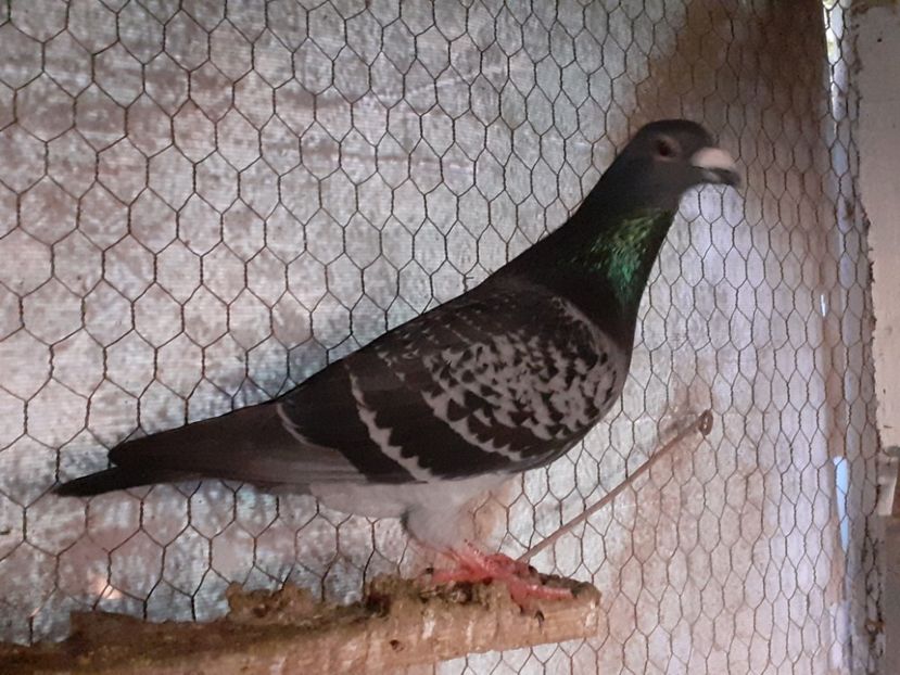  - Pui 2017-2018 -2019-2020 -2021-matca-doici-vind aproape tot lotul
