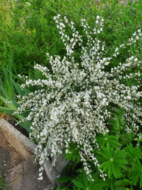  - 2021 - 01 - Primavara