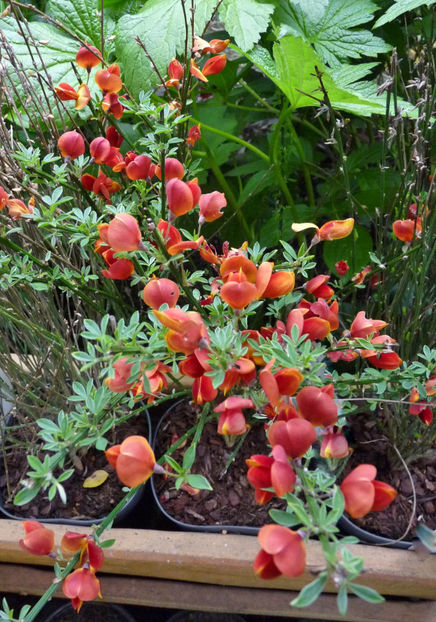  - 2021 - 01 - Primavara