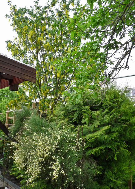  - 2021 - 01 - Primavara