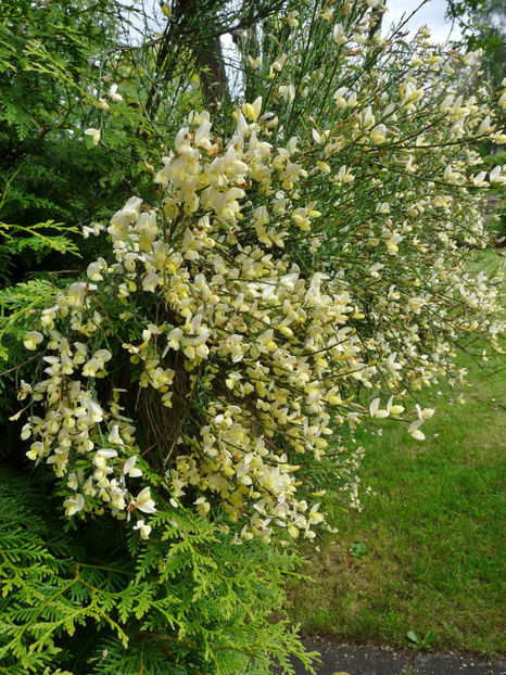  - 2021 - 01 - Primavara