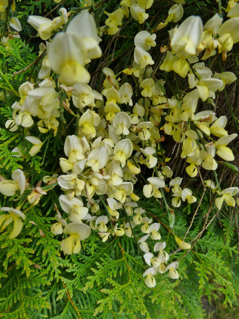  - 2021 - 01 - Primavara