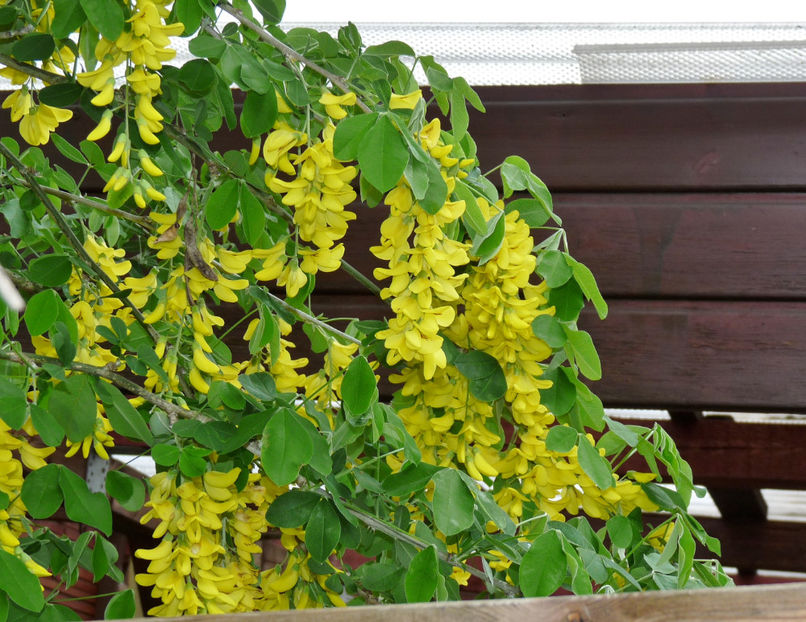  - 2021 - 01 - Primavara