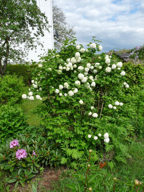  - 2021 - 01 - Primavara