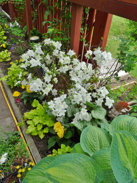  - Azalee si Rhododendroni