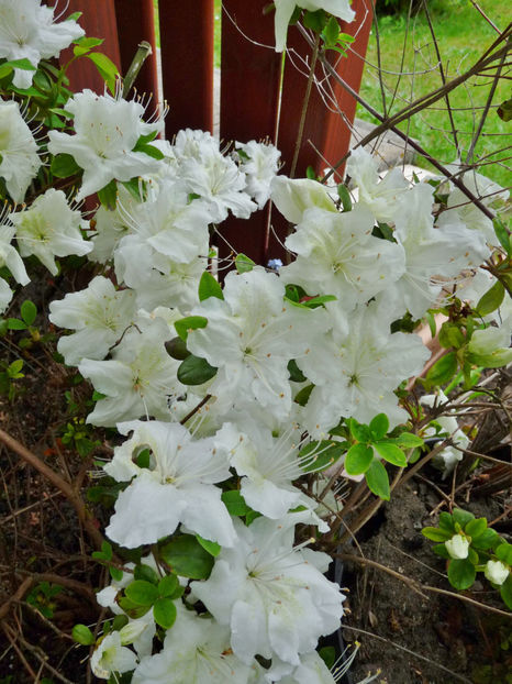  - Azalee si Rhododendroni