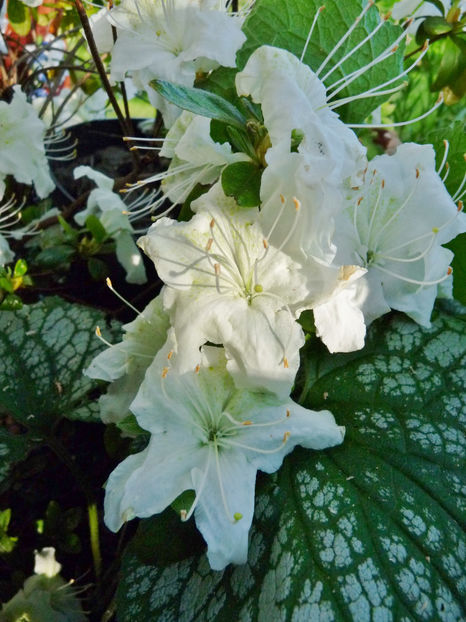  - Azalee si Rhododendroni