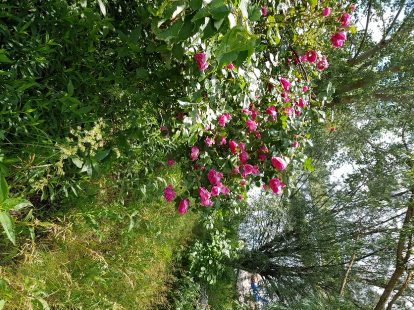  - Trandafiri la baltă 2021