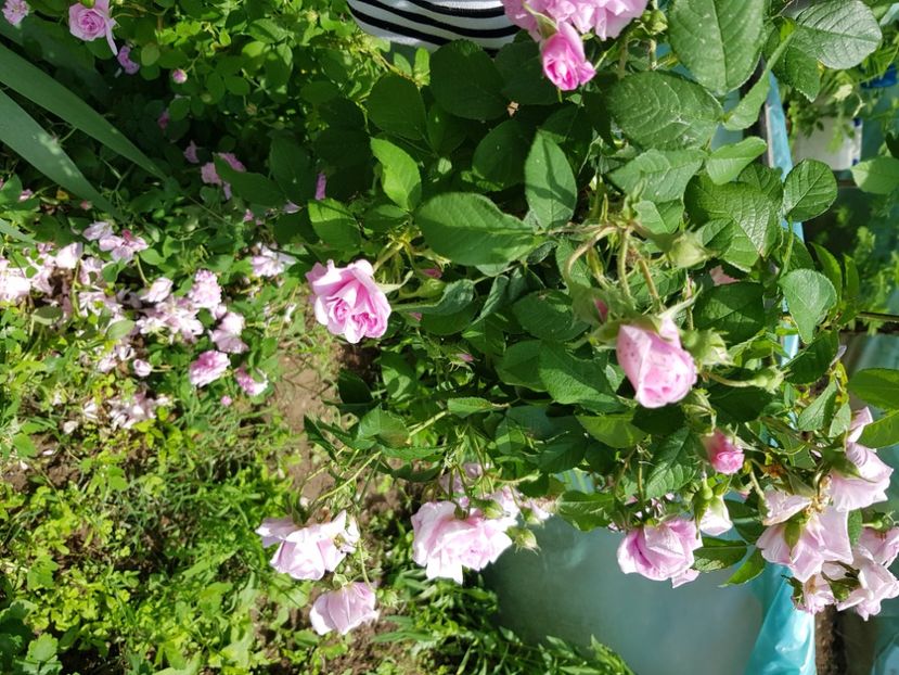 Ispahan - Trandafiri la baltă 2021