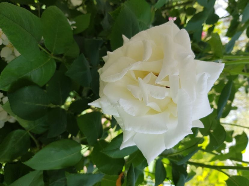 Bg - Trandafiri la baltă 2021