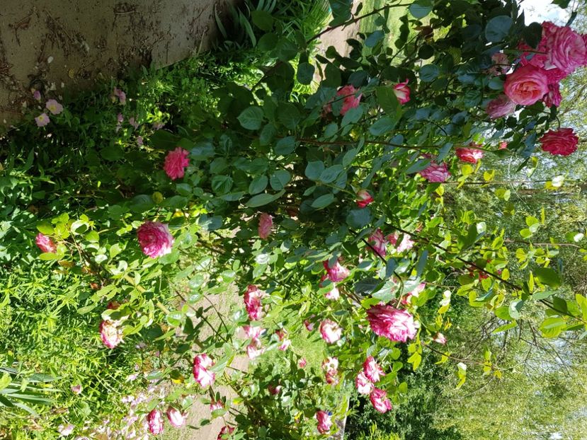  - Trandafiri la baltă 2021