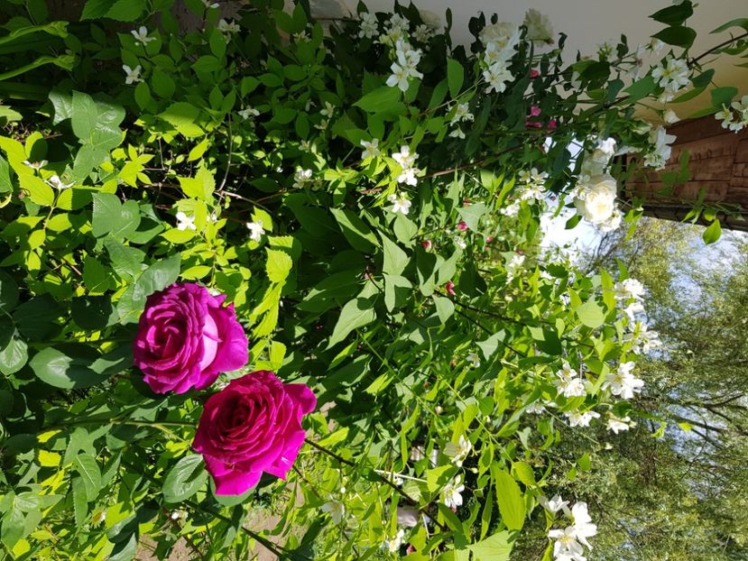  - Trandafiri la baltă 2021