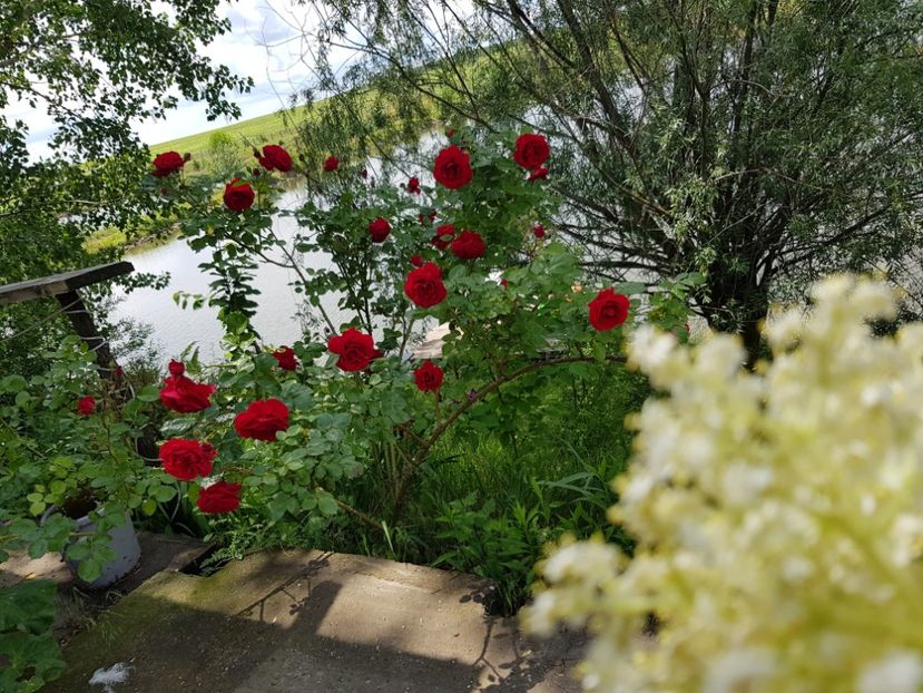  - Trandafiri la baltă 2021