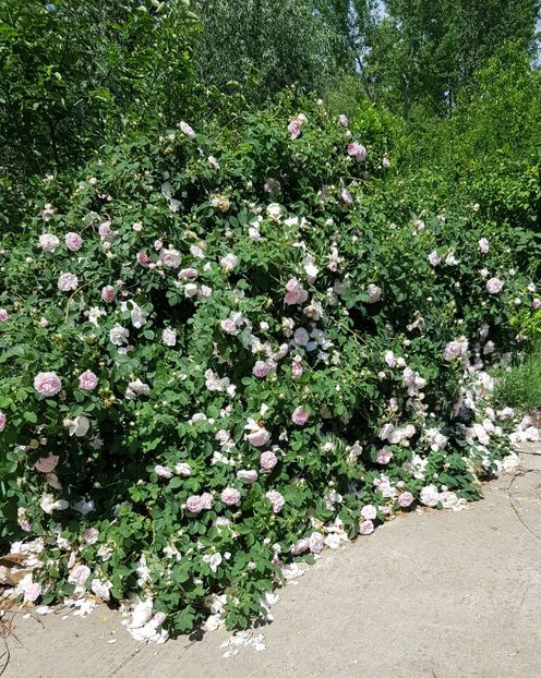  - Trandafiri la baltă 2021