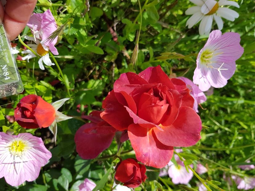 Nu 84 - Trandafiri la baltă 2021