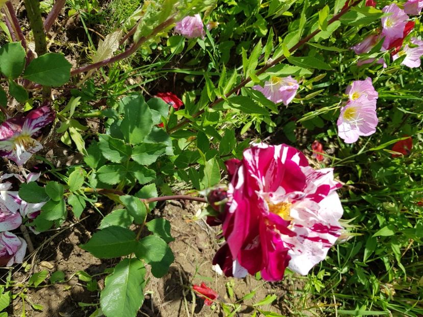 Nu New imagine dublă - Trandafiri la baltă 2021