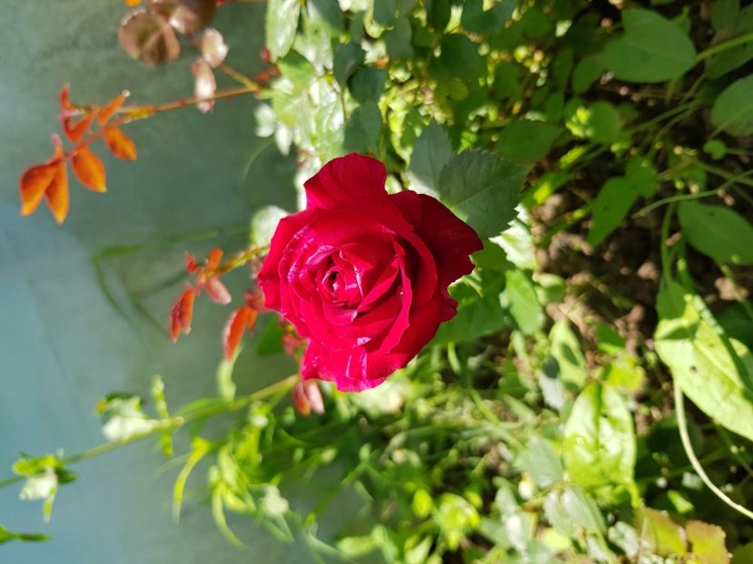 Dublura - Trandafiri la baltă 2021