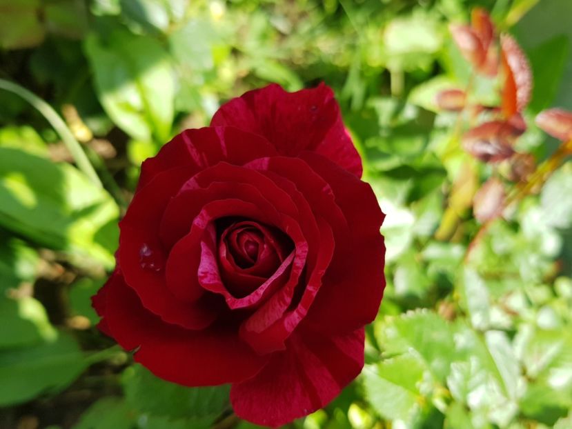 Dublură - Trandafiri la baltă 2021