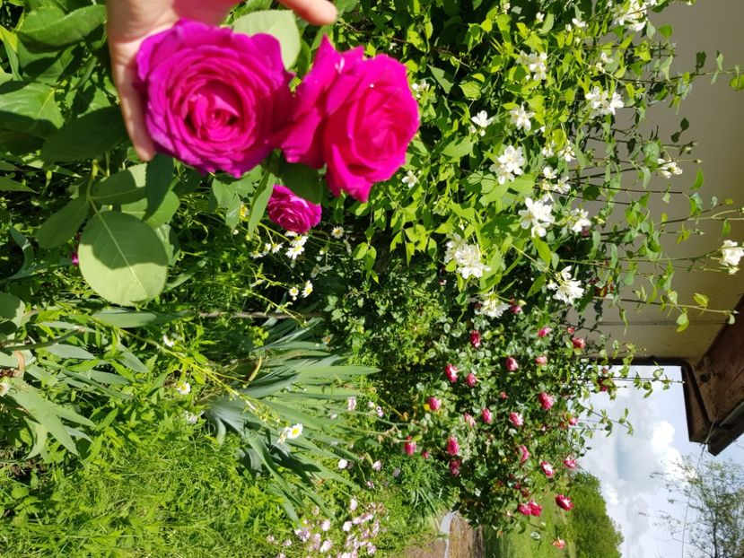  - Trandafiri la baltă 2021