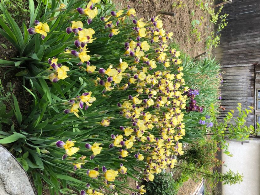 47816C68-EE68-40EE-A59D-4EE987862A17 - Schimb Stanjenei cu alte culori