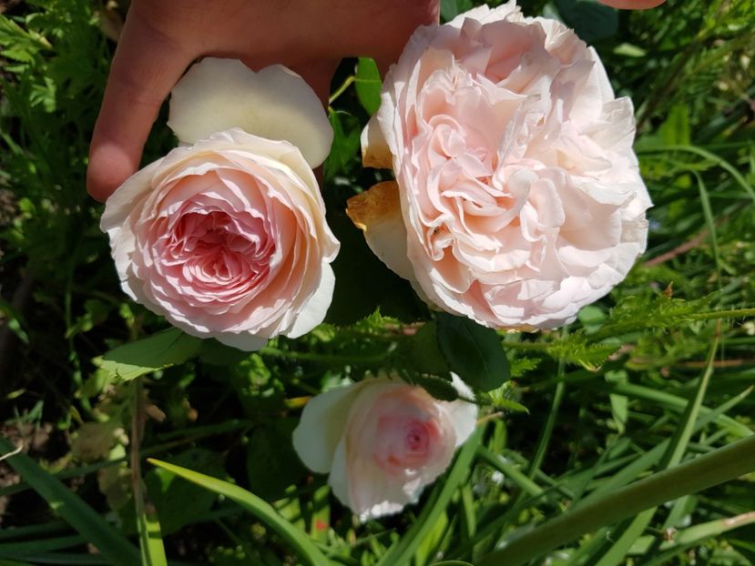 Eden rose - Trandafiri la baltă 2021