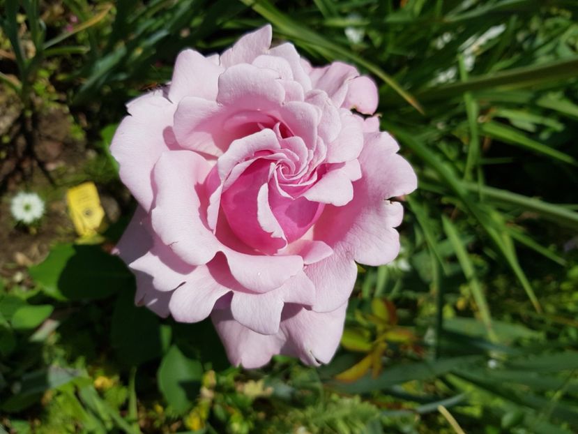 Parfum de liberte - Trandafiri la baltă 2021