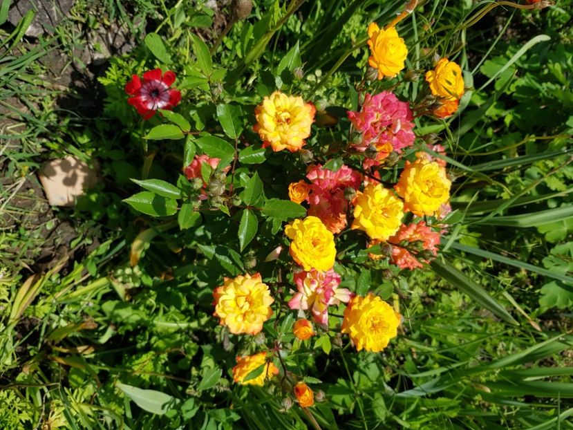 Samba - Trandafiri la baltă 2021